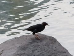 Acridotheres cristatellus