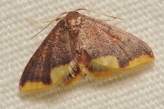 Lophosis labeculata