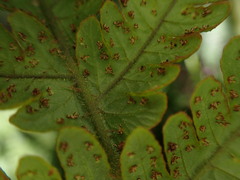 Ctenitis latifrons