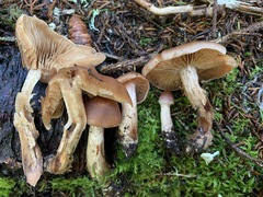 Cortinarius orasericeus