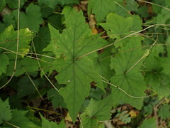 Mitella diphylla