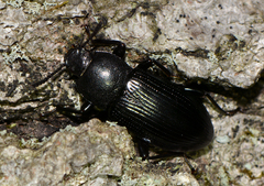 Centronopus calcaratus
