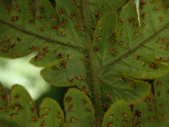 Ctenitis latifrons