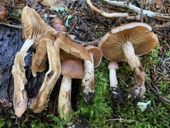 Cortinarius orasericeus