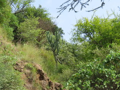 Euphorbia candelabrum