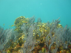 Thalassoma lucasanum