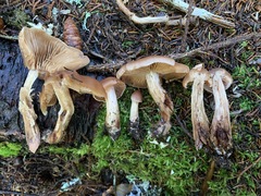 Cortinarius orasericeus
