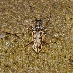 Ellipsoptera cuprascens