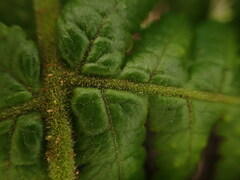 Ctenitis latifrons