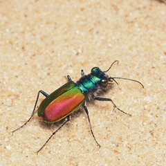 Cicindela scutellaris