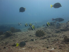 Zanclus cornutus