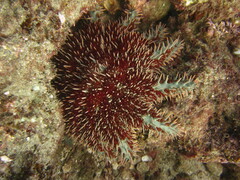 Acanthaster planci