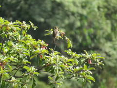 Cisticola bodessa
