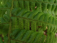 Ctenitis latifrons