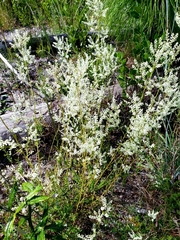 Polygonella polygama polygama