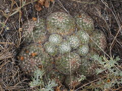 Pediocactus simpsonii