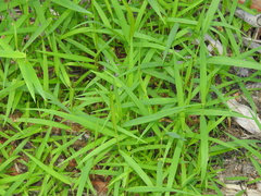 Leersia