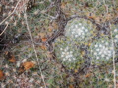 Pediocactus simpsonii