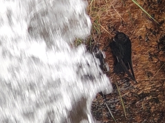 Streptoprocne zonaris