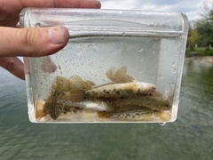 Neogobius melanostomus