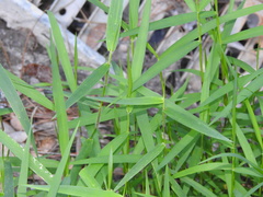 Leersia