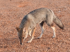 Lycalopex gymnocercus