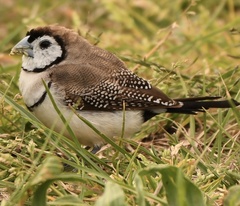 Stizoptera bichenovii