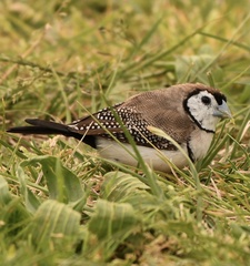 Stizoptera bichenovii