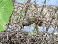 Pterorhinus perspicillatus