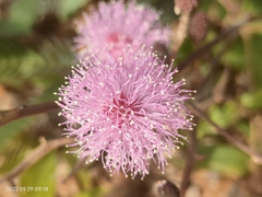 Mimosa pudica