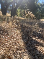 Bromus diandrus
