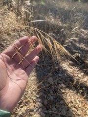 Bromus diandrus