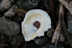 Ostrea edulis