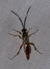 Cratichneumon w-album