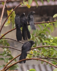 Crotophaga ani