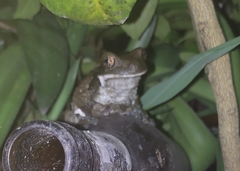 Trachycephalus vermiculatus