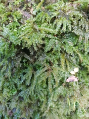 Hypnodendron