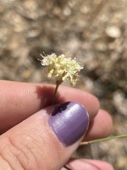 Eriogonum nudum