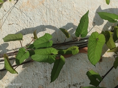 Merremia hederacea