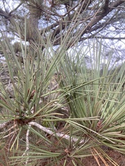 Pinus torreyana