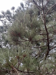 Pinus torreyana