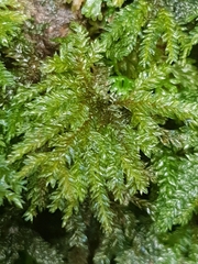 Hypnodendron