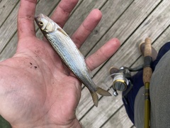 Semotilus corporalis