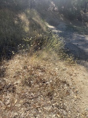 Eriogonum nudum