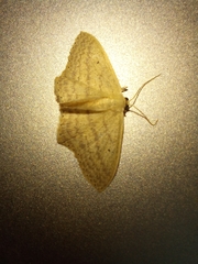 Scopula perlata