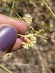 Eriogonum nudum