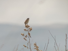Coryphaspiza melanotis