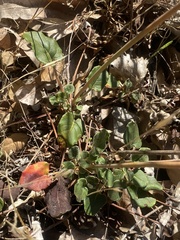 Eriogonum nudum