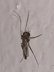 Chironomidae