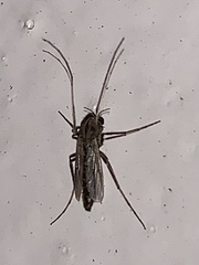 Chironomidae